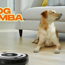 Best Dog Roomba Vacuums for Shedding and Pet Hair Cleanup