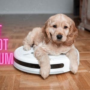 Everything You Need to Know About a Pet Robot Vacuum