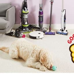 Pet Hair Couch Vacuum: Complete Guide for Clean Sofas