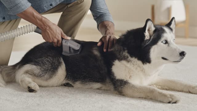 Dyson Ball Animal 3 Extra Upright Vacuum Cleaner