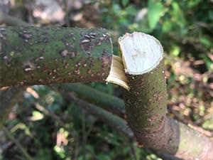 REXBETI Folding Saw, Heavy Duty 11 Inch Extra Long Blade Hand Saws for Wood Camping, Dry Wood Pruning Saws With Hard Teeth, Quality SK-5 Steel