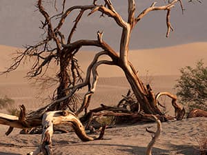 FLORA GUARD 7.7-Inch Folding Saw, Pruning Hand Saw with Triple-Cut Razor Teeth for Wood Cutting, Tree Trimming, and Camping